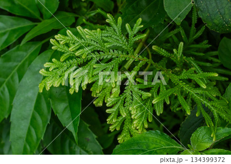 Close Up Green Spike Moss Frond Growing in Lush Tropical Forest Undergrowth 134399372