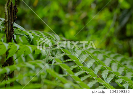 Small green snake camouflaged on lush fern leaf in tropical rainforest jungle. Small green snake camouflaged on lush fern leaf in tropical rainforest jungle. 134399386
