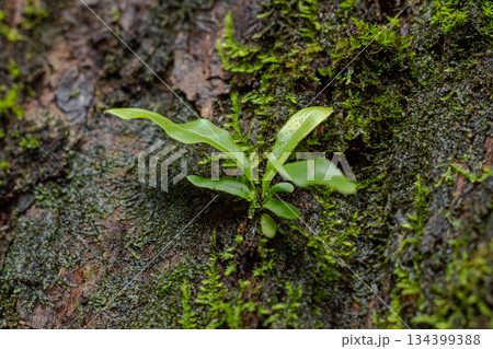 Small bright green epiphyte fern growing on wet dark tree bark covered in lush moss texture. 134399388