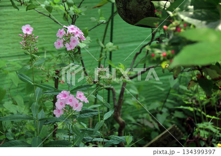 フロックスクサキョウチクトウ宿根フロックスキキョウナデシコ 134399397