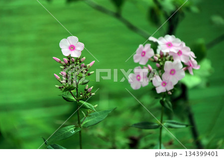 フロックスクサキョウチクトウ宿根フロックスキキョウナデシコ 134399401