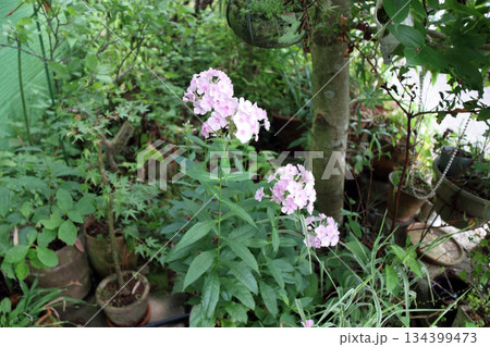フロックスクサキョウチクトウ宿根フロックスキキョウナデシコ 134399473