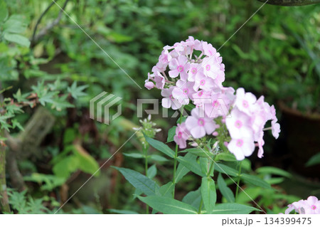 フロックスクサキョウチクトウ宿根フロックスキキョウナデシコ 134399475