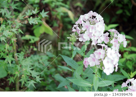 フロックスクサキョウチクトウ宿根フロックスキキョウナデシコ 134399476