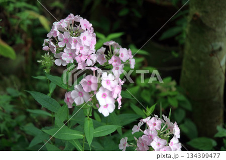 フロックスクサキョウチクトウ宿根フロックスキキョウナデシコ 134399477