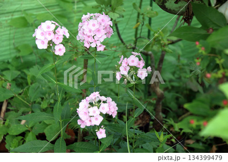 フロックスクサキョウチクトウ宿根フロックスキキョウナデシコ 134399479