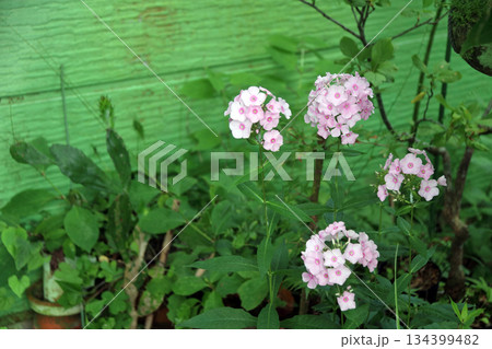 フロックスクサキョウチクトウ宿根フロックスキキョウナデシコ 134399482