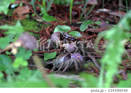 アカテガニ,赤手蟹 134399540