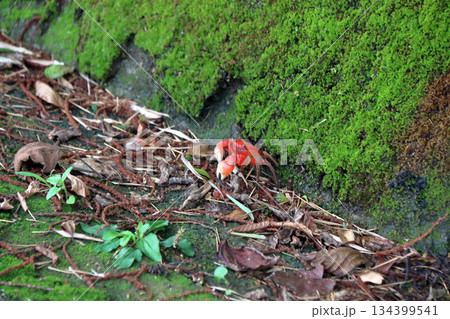 アカテガニ,赤手蟹 134399541