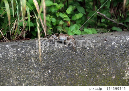 アカテガニ,赤手蟹 134399543