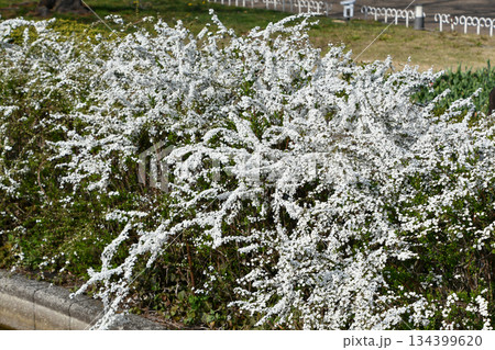 ユキヤナギ Thunberg Spirea ユキヤナギ Thunberg Spirea 134399620