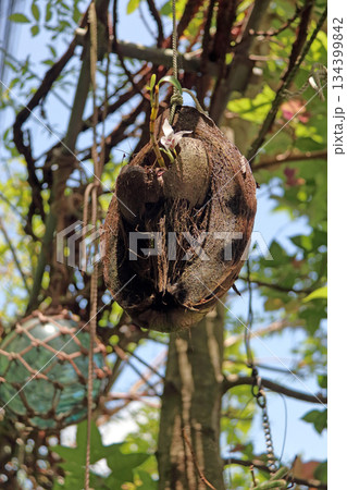 セッコクラン植物岩木根ヤシの実 134399842