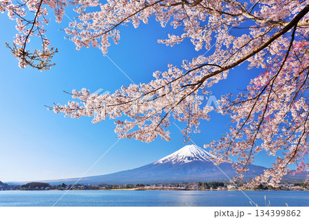 日本の春　富士山と桜 134399862