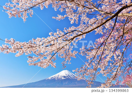 日本の春 富士山と桜 日本の春 富士山と桜 134399863