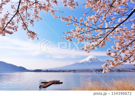 日本の春　富士山と桜 134399872