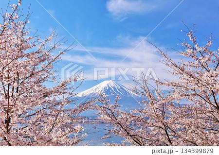 日本の春　富士山と桜 134399879