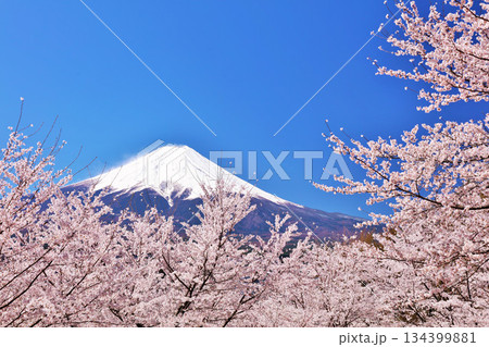日本の春　富士山と桜 134399881