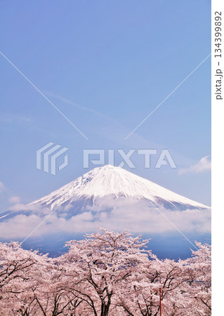 日本の春 富士山と桜 日本の春 富士山と桜 134399892