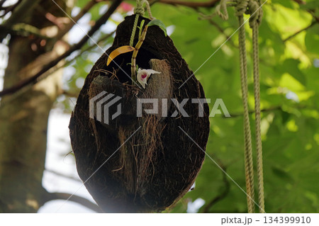 セッコクラン植物岩木根ヤシの実 セッコクラン植物岩木根ヤシの実 134399910