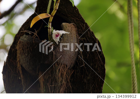 セッコクラン植物岩木根ヤシの実 セッコクラン植物岩木根ヤシの実 134399912