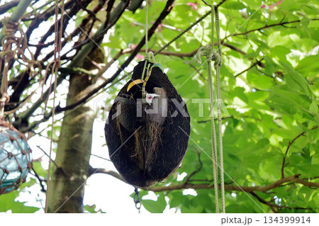 セッコクラン植物岩木根ヤシの実 セッコクラン植物岩木根ヤシの実 134399914