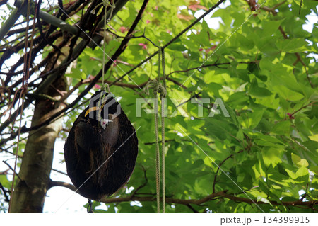 セッコクラン植物岩木根ヤシの実 セッコクラン植物岩木根ヤシの実 134399915