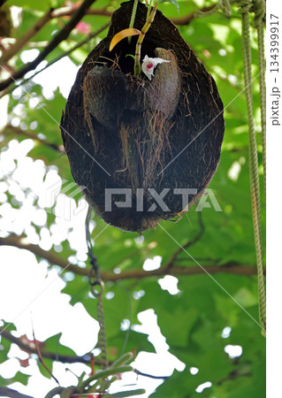 セッコクラン植物岩木根ヤシの実 セッコクラン植物岩木根ヤシの実 134399917