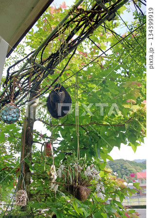 セッコクラン植物岩木根ヤシの実 セッコクラン植物岩木根ヤシの実 134399919