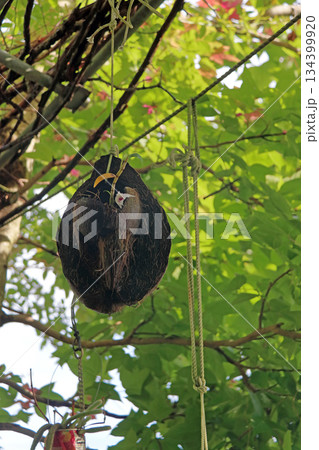 セッコクラン植物岩木根ヤシの実 セッコクラン植物岩木根ヤシの実 134399920