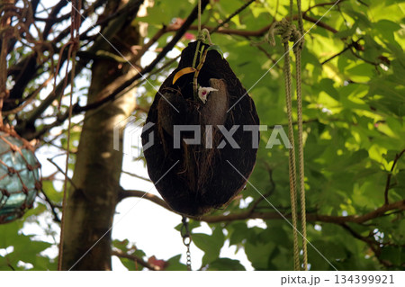 セッコクラン植物岩木根ヤシの実 134399921