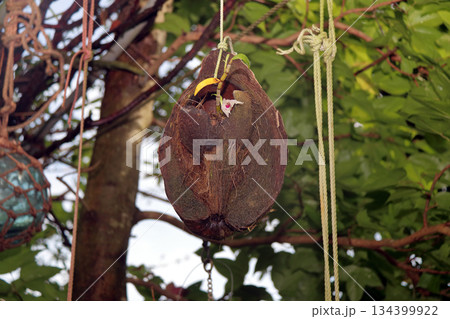 セッコクラン植物岩木根ヤシの実 セッコクラン植物岩木根ヤシの実 134399922