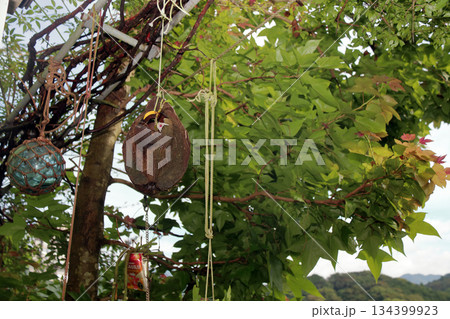 セッコクラン植物岩木根ヤシの実 セッコクラン植物岩木根ヤシの実 134399923