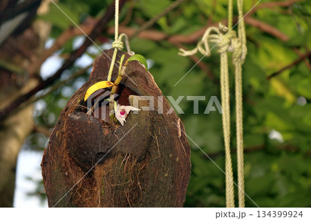 セッコクラン植物岩木根ヤシの実 セッコクラン植物岩木根ヤシの実 134399924