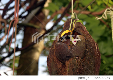 セッコクラン植物岩木根ヤシの実 セッコクラン植物岩木根ヤシの実 134399925