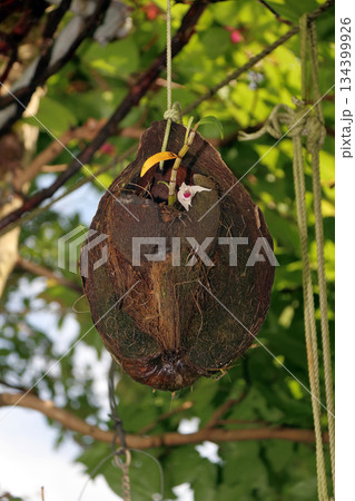 セッコクラン植物岩木根ヤシの実 セッコクラン植物岩木根ヤシの実 134399926