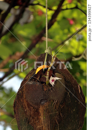 セッコクラン植物岩木根ヤシの実 セッコクラン植物岩木根ヤシの実 134399927