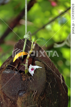 セッコクラン植物岩木根ヤシの実 134399928