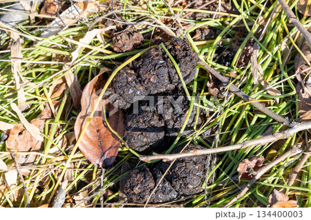 ツキノワグマの糞 134400003