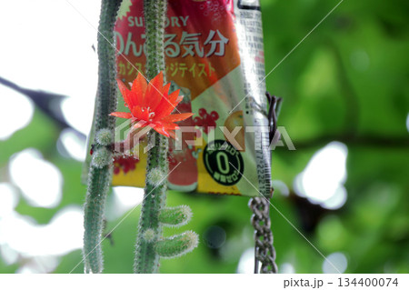クレイストカクタスウィンテリ深紅の花猫のしっぽサボテン観葉植物希少サボテンヒモサボテンヒルデウィンテ クレイストカクタスウィンテリ深紅の花猫のしっぽサボテン観葉植物希少サボテンヒモサボテンヒルデウィンテ 134400074