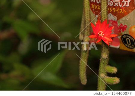 クレイストカクタスウィンテリ深紅の花猫のしっぽサボテン観葉植物希少サボテンヒモサボテンヒルデウィンテ クレイストカクタスウィンテリ深紅の花猫のしっぽサボテン観葉植物希少サボテンヒモサボテンヒルデウィンテ 134400077