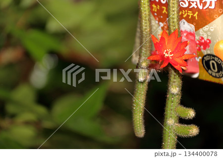 クレイストカクタスウィンテリ深紅の花猫のしっぽサボテン観葉植物希少サボテンヒモサボテンヒルデウィンテ 134400078