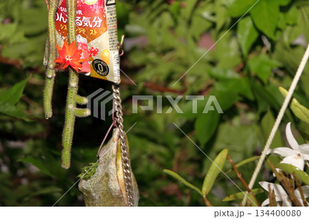 クレイストカクタスウィンテリ深紅の花猫のしっぽサボテン観葉植物希少サボテンヒモサボテンヒルデウィンテ クレイストカクタスウィンテリ深紅の花猫のしっぽサボテン観葉植物希少サボテンヒモサボテンヒルデウィンテ 134400080