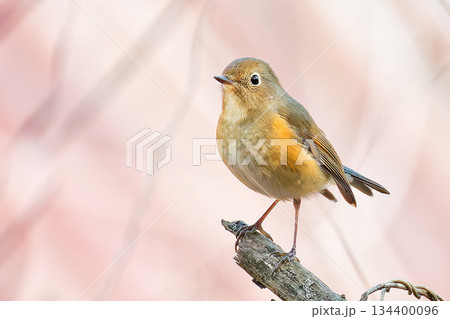 ルリビタキの雌 134400096