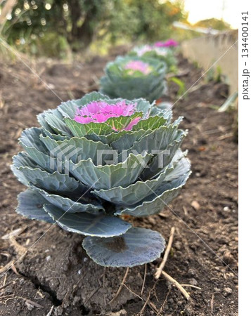 ハボタン 134400141