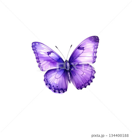 Watercolor butterfly on white background Watercolor butterfly on white background 134400188