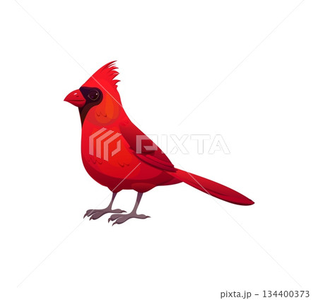 Christmas holiday cartoon cardinal red bird decoration. Merry Christmas season animal symbol, winter holiday isolated vector cardinal red bird. Happy New Year celebration nature decoration Christmas holiday cartoon cardinal red bird decoration. Merry Christmas season animal symbol, winter holiday isolated vector cardinal red bird. Happy New Year celebration nature decoration 134400373
