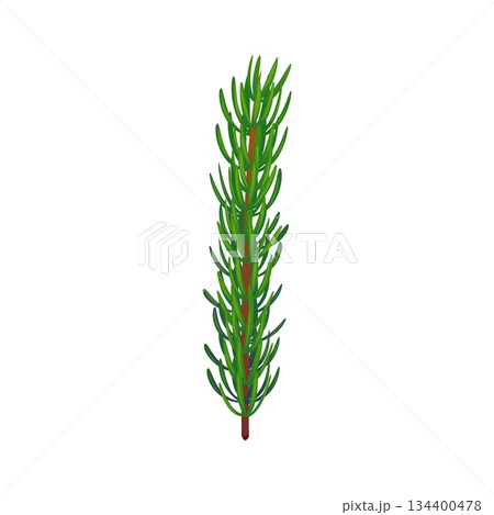 Christmas holiday cartoon pine twig decoration or object. Xmas, Merry Christmas celebration isolated vector pine or fir twig evergreen plant decoration. Happy New Year object or floral element 134400478