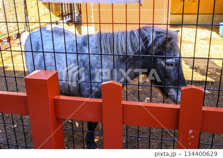 東京都 神田明神 神馬(しんめ)のあかりちゃん ポニー 東京都 神田明神 神馬(しんめ)のあかりちゃん ポニー 134400629
