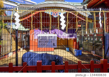 東京都 神田明神 神馬(しんめ)のあかりちゃん ポニー 東京都 神田明神 神馬(しんめ)のあかりちゃん ポニー 134400630