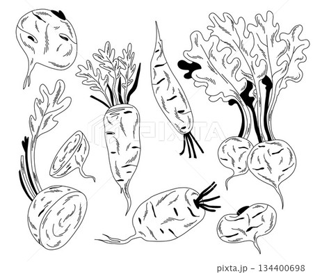 Contour set of daikon radish, raw linear vegetables whole and in section 134400698